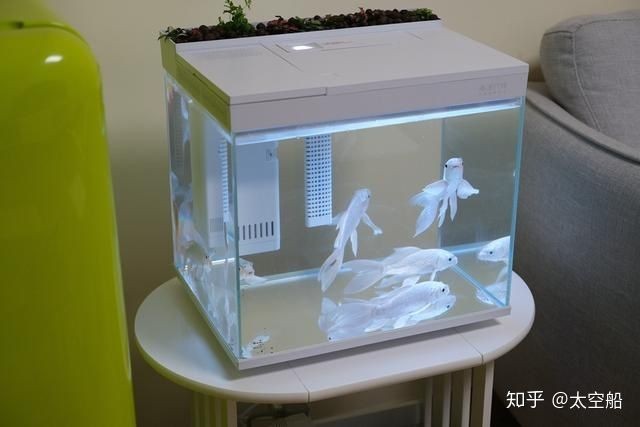 100公分魚缸價格圖片大全視頻