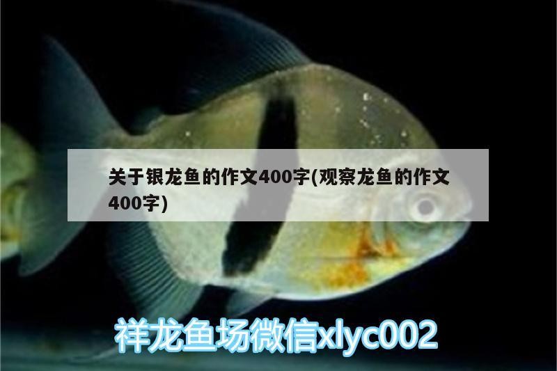 關于銀龍魚的作文400字(觀察龍魚的作文400字)