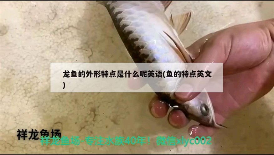 龍魚的外形特點是什么呢英語(魚的特點英文)