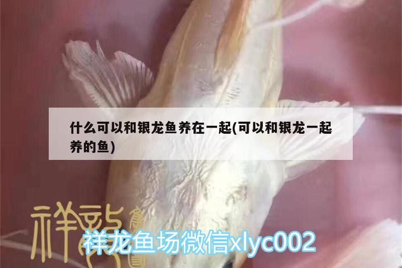 什么可以和銀龍魚養(yǎng)在一起(可以和銀龍一起養(yǎng)的魚)