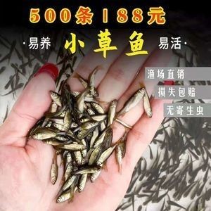 龍魚的飼料魚怎么養活