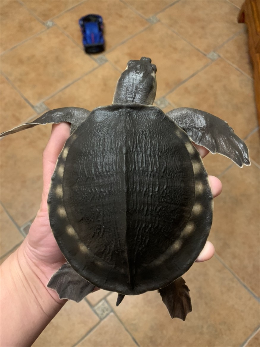 忻州水族館:豬鼻求救