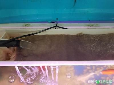 瓷盆魚缸 過濾網(wǎng)怎么換：如何更換瓷盆魚缸的過濾網(wǎng)？ 瓷盆魚缸 過濾網(wǎng)怎么換：如何更換瓷盆魚缸的過濾網(wǎng)？ 魚缸百科 第4張