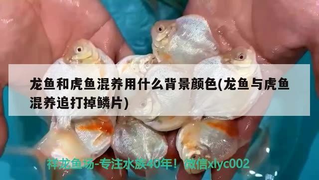 龍魚和虎魚混養(yǎng)用什么背景顏色(龍魚與虎魚混養(yǎng)追打掉鱗片)