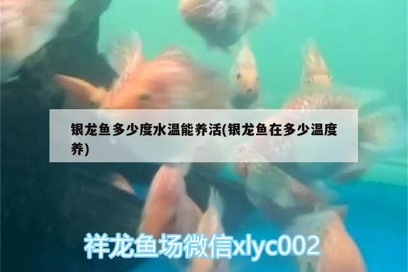 銀龍魚多少度水溫能養活(銀龍魚在多少溫度養)