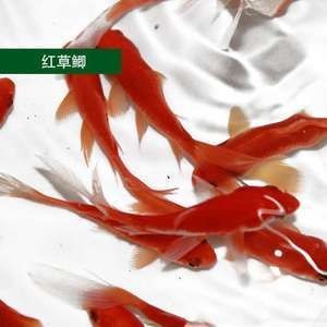 紅龍魚能吃活的小金魚嗎：紅龍魚能吃小金魚，但這需要滿足幾個條件
