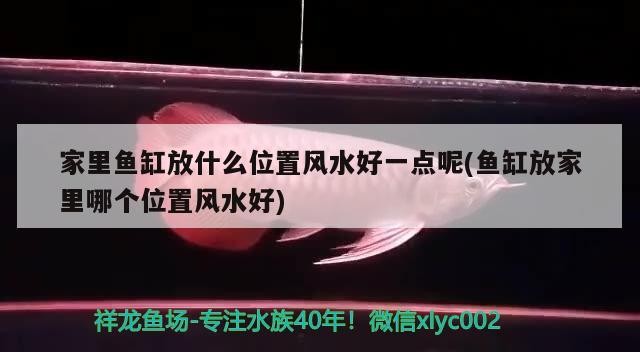 豬鼻龜能和金龍魚混養嗎(豬鼻龜可以跟龍魚混養嗎)