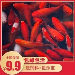 紅龍魚能吃活的小金魚嗎：紅龍魚能吃小金魚，但這需要滿足幾個條件