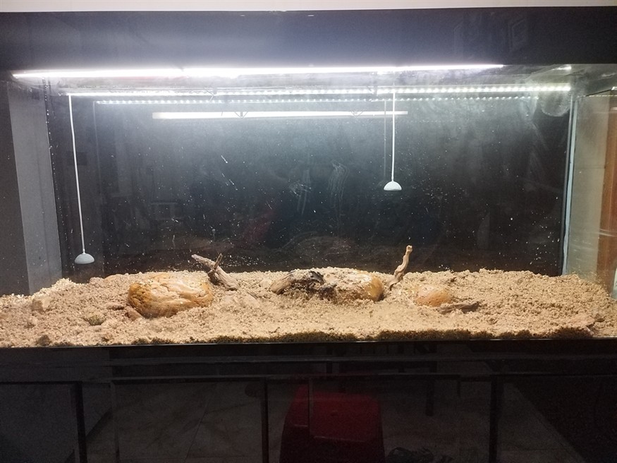 魚死缸還在 魚死缸還在 龍魚論壇 第1張