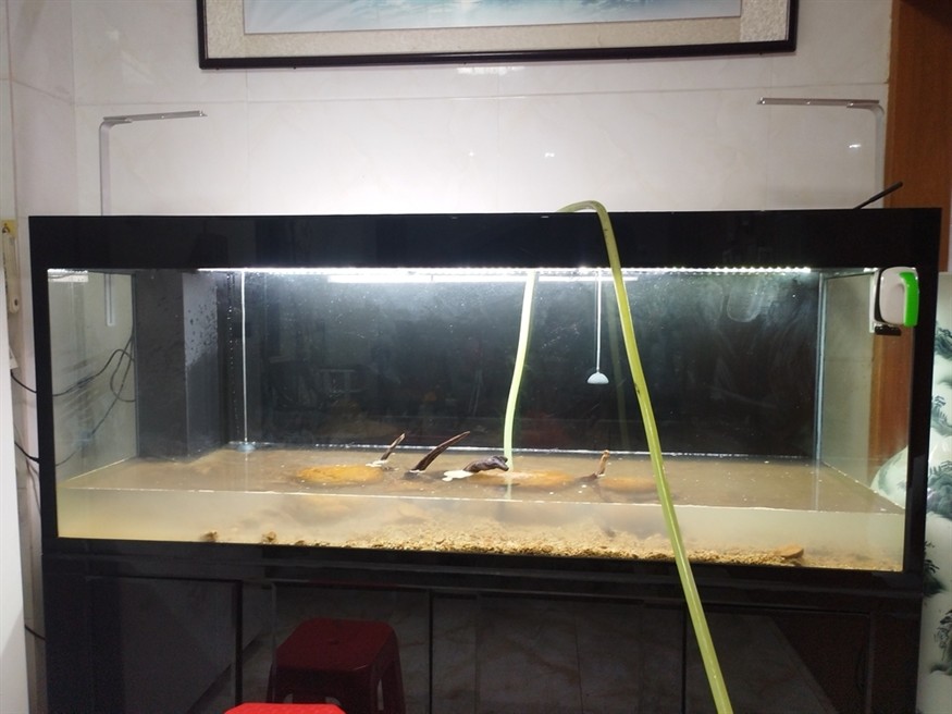 魚死缸還在 魚死缸還在 龍魚論壇 第2張