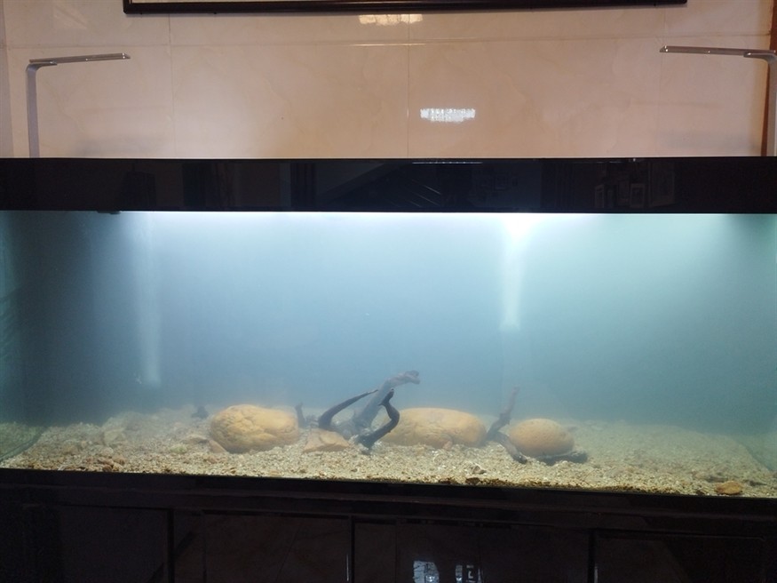 魚死缸還在 魚死缸還在 龍魚論壇 第3張