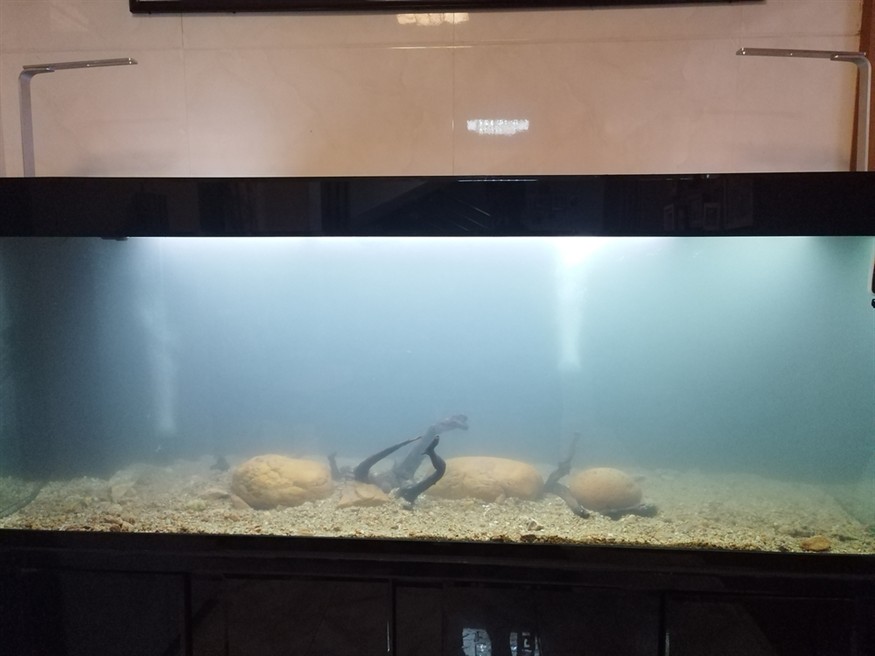 魚死缸還在 魚死缸還在 龍魚論壇 第4張