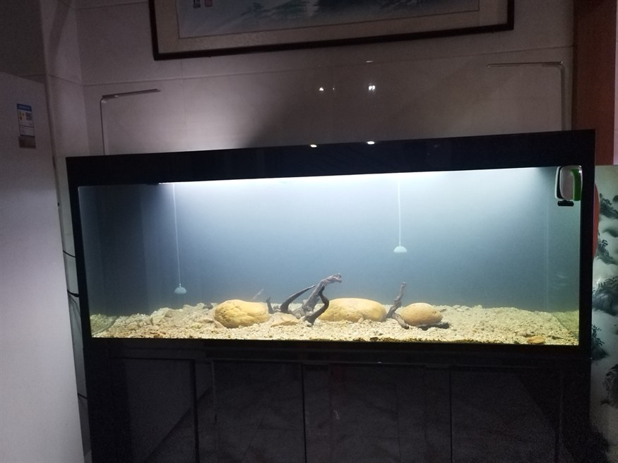 魚死缸還在 魚死缸還在 龍魚論壇 第5張
