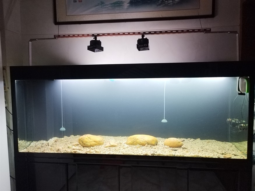 魚死缸還在 魚死缸還在 龍魚論壇 第6張