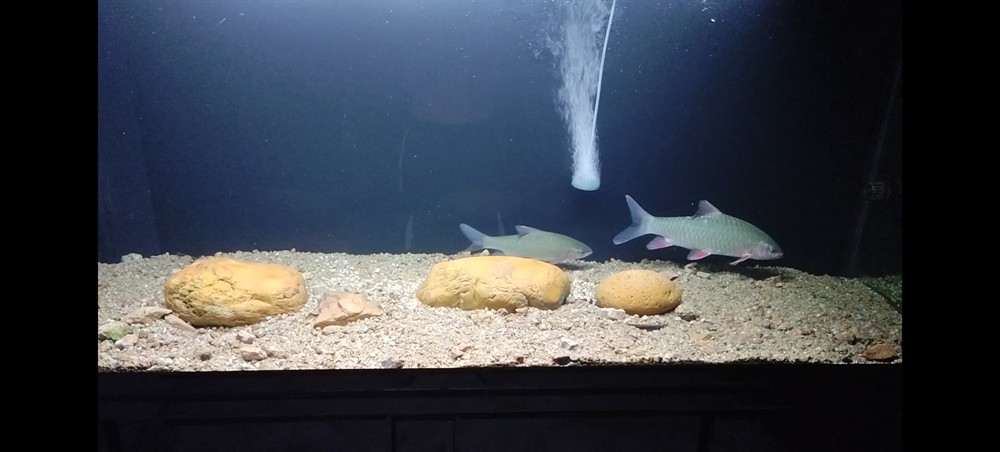 魚死缸還在 魚死缸還在 龍魚論壇 第7張