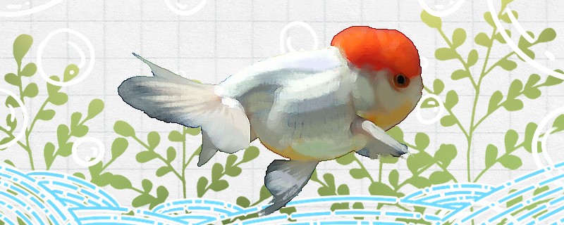鵝頭紅金魚好養嗎怎么養