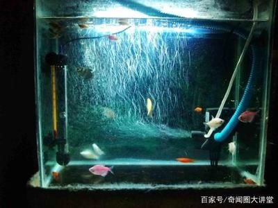 玻璃圓形魚缸養魚幾天喂一次：玻璃圓形魚缸養魚的喂食頻率應該如何確定？