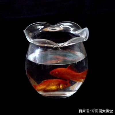 玻璃圓形魚缸養魚幾天喂一次：玻璃圓形魚缸養魚的喂食頻率應該如何確定？