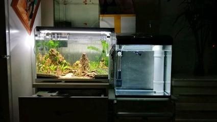 玻璃圓形魚缸養魚幾天喂一次：玻璃圓形魚缸養魚的喂食頻率應該如何確定？