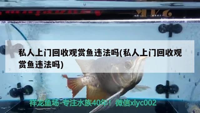 私人上門(mén)回收觀賞魚(yú)違法嗎(私人上門(mén)回收觀賞魚(yú)違法嗎)