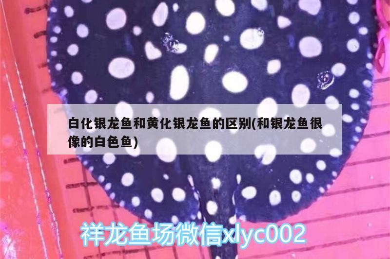 白化銀龍魚和黃化銀龍魚的區別(和銀龍魚很像的白色魚)