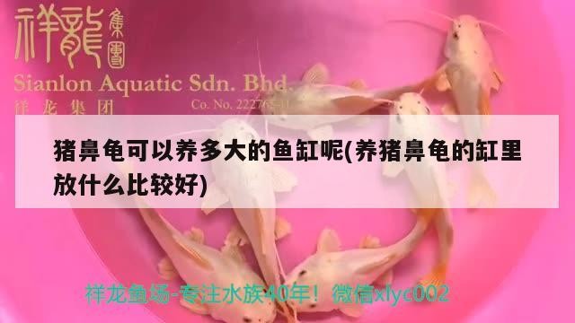 豬鼻龜可以養多大的魚缸呢(養豬鼻龜的缸里放什么比較好)