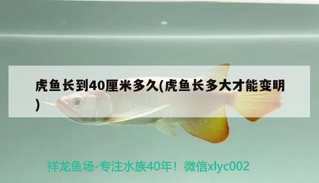 虎魚長到40厘米多久(虎魚長多大才能變明)