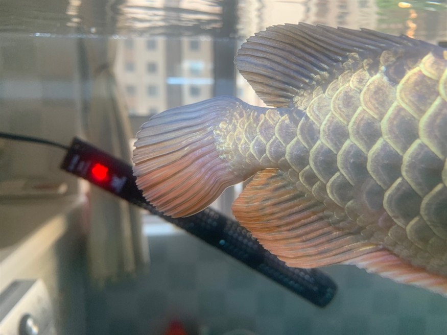 銀龍魚和飛鳳魚一起養怎么樣？，銀龍魚和飛鳳魚一起養是一個有趣的選擇