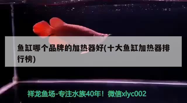 魚缸哪個品牌的加熱器好(十大魚缸加熱器排行榜)
