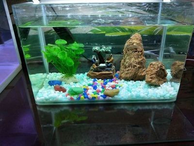 大型生態(tài)魚(yú)缸怎么制作視頻：大型生態(tài)魚(yú)缸制作方法