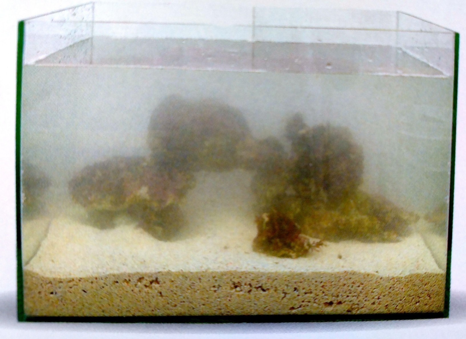 大型生態(tài)魚(yú)缸怎么制作視頻：大型生態(tài)魚(yú)缸制作方法
