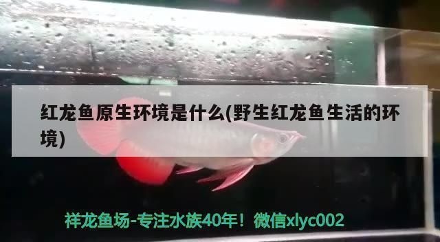 紅龍魚生活環境：紅龍魚生活環境需要特定的水質條件、適宜的水溫和ph值