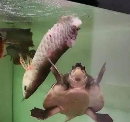 紅龍魚燈光開幾小時好呢（紅龍魚燈光開幾小時好呢視頻）