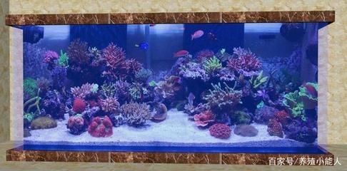 成品魚缸好還是裸缸好：成品魚缸和裸缸各有優缺點 成品魚缸好還是裸缸好：成品魚缸和裸缸各有優缺點 魚缸百科 第1張