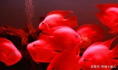 成品魚缸好還是裸缸好：成品魚缸和裸缸各有優缺點 成品魚缸好還是裸缸好：成品魚缸和裸缸各有優缺點 魚缸百科 第2張
