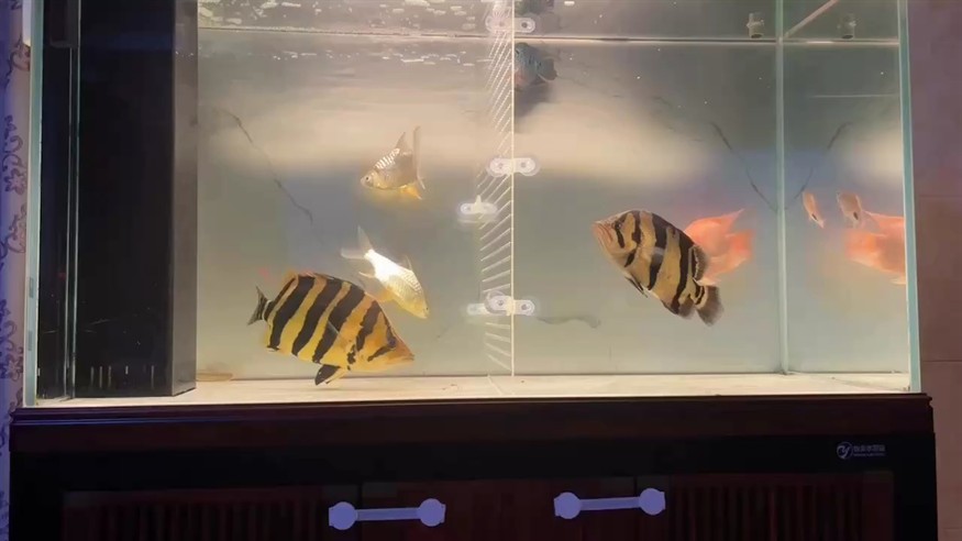 不隔開，天天打的蹦蹦響！