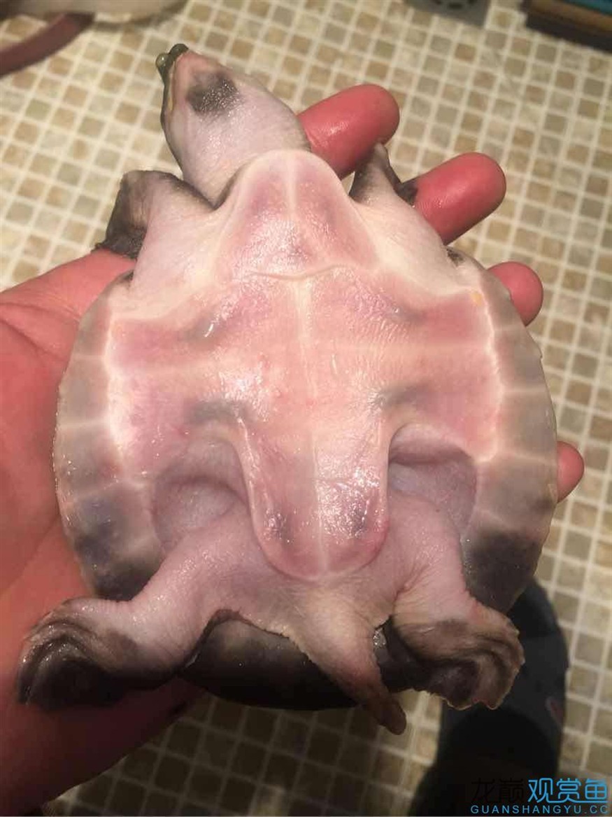 陪伴我一年的豬鼻龜走了
