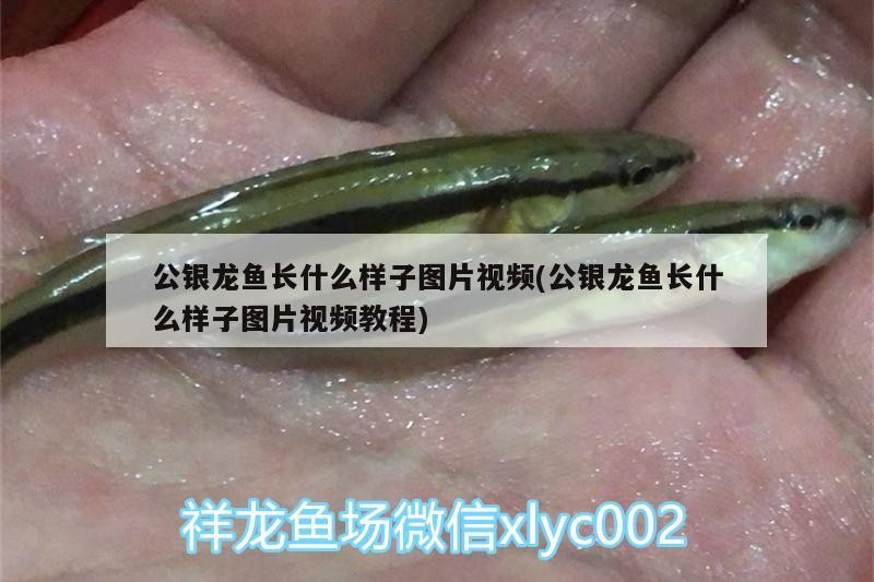公銀龍魚長什么樣子圖片視頻(公銀龍魚長什么樣子圖片視頻教程)