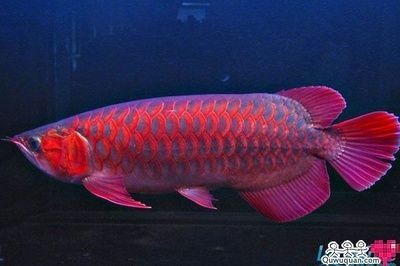 藍(lán)底龍魚有什么品種的