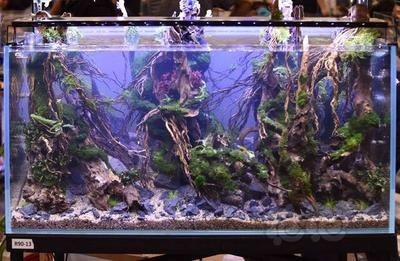 草缸和普通魚缸的區(qū)別：草缸和普通魚缸在養(yǎng)殖對象和生態(tài)條件方面的區(qū)別