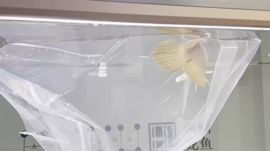 河圖