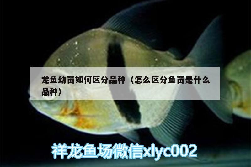 鸚鵡魚和銀龍魚混養怎樣喂食 龍魚幼苗如何區分品種(怎么區分魚苗是什么品種) 虎魚百科 龍魚幼苗如何區分品種(怎么區分魚苗是什么品種) 龍魚幼苗如何區分品種(怎么區分魚苗是什么品種) 虎魚百科