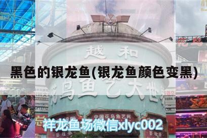 黑色的銀龍魚(yú)(銀龍魚(yú)顏色變黑)