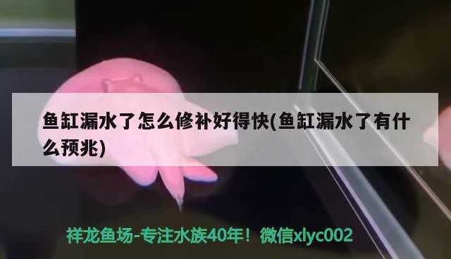 魚(yú)缸漏水了怎么修補(bǔ)好得快(魚(yú)缸漏水了有什么預(yù)兆) 魚(yú)缸漏水了怎么修補(bǔ)好得快(魚(yú)缸漏水了有什么預(yù)兆) 豬鼻龜百科