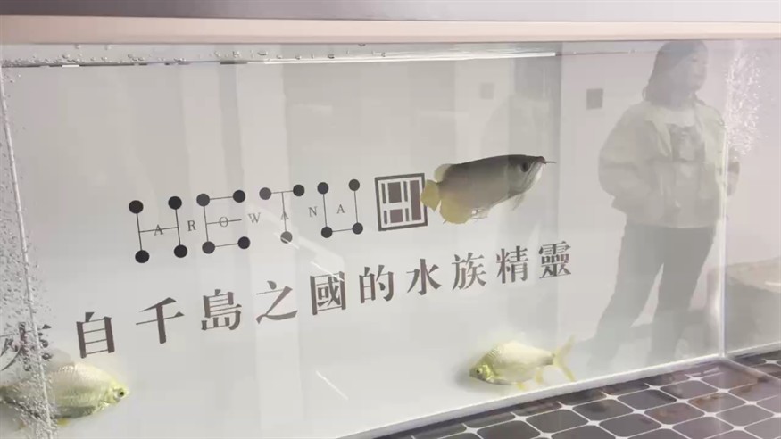 河圖入缸