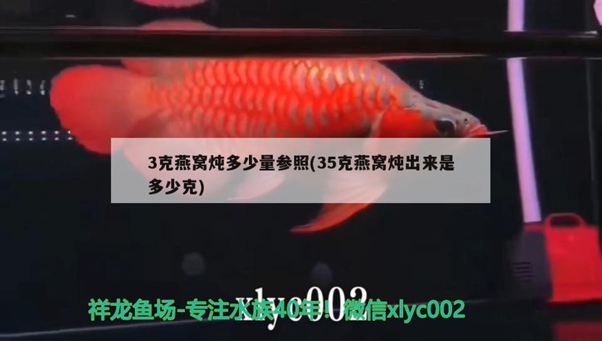 龍魚鳳魚虎魚豬鼻龜（虎魚和豬鼻龜一起養嗎）