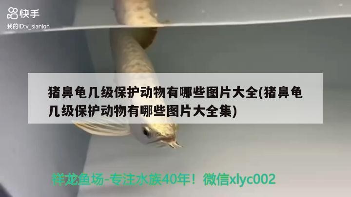 豬鼻龜幾級保護動物有哪些圖片大全(豬鼻龜幾級保護動物有哪些圖片大全集) 豬鼻龜幾級保護動物有哪些圖片大全(豬鼻龜幾級保護動物有哪些圖片大全集) 豬鼻龜百科