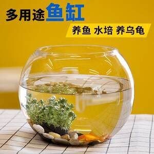 半圓型魚缸適合養(yǎng)什么魚呢：半圓形魚缸適合養(yǎng)什么魚？