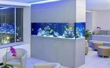 半圓型魚缸適合養(yǎng)什么魚呢：半圓形魚缸適合養(yǎng)什么魚？