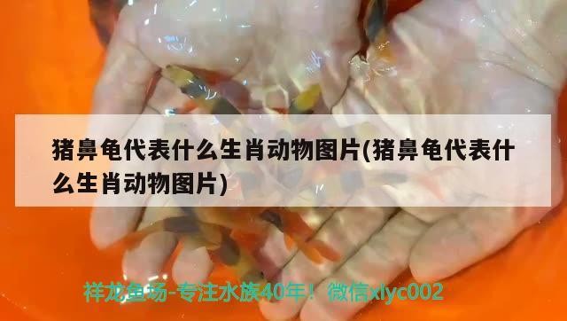 豬鼻龜代表什么生肖動物圖片(豬鼻龜代表什么生肖動物圖片)
